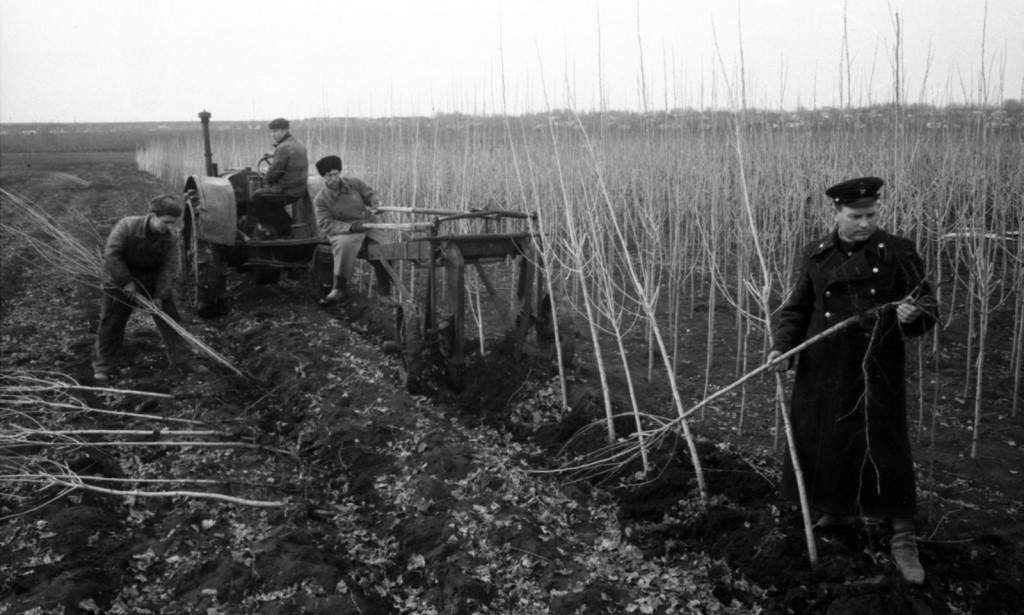 Лесовосстановление 1927 года
